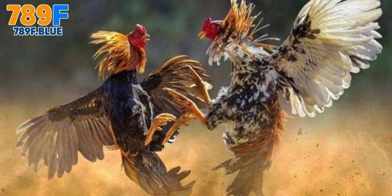 Tổng Quát Về Đá Gà 789F