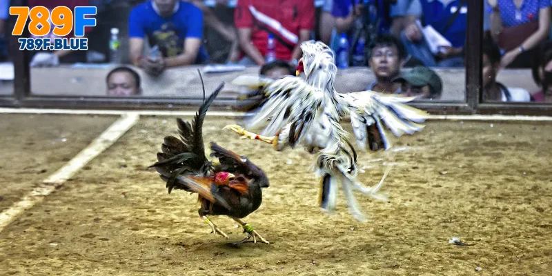 Lý Do Nên Chọn Tham Gia Đá Gà 789F