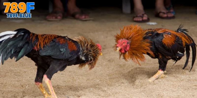 Tổng Quát Về Hình Thức Đá Gà Đòn