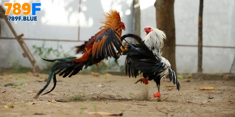 Mẹo Chơi Cá Cược Đá Gà Đòn